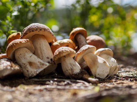 Collected porcini mushrooms on the ground. Pile of porcini mushroomsの写真素材