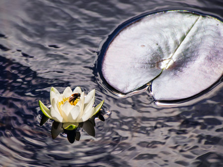 bee pollinating white and pink lotus flower on waterの写真素材