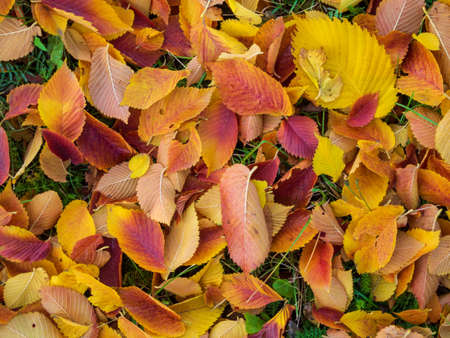 Colorful and bright background made of fallen autumn leavesの写真素材