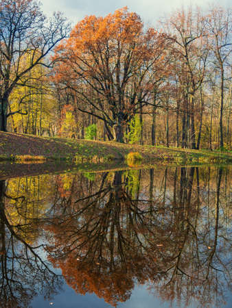 Autumn landscape. The tree is reflected in the lakeの写真素材