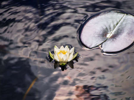 white lily floating on a blue waterの写真素材
