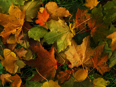 Colorful and bright background made of fallen autumn leavesの写真素材