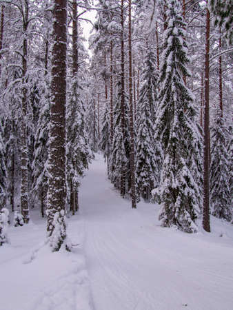 Forest after a heavy snowfall. Winter ponamramny landscape. Morning in the winter forest with freshly fallen snowの写真素材