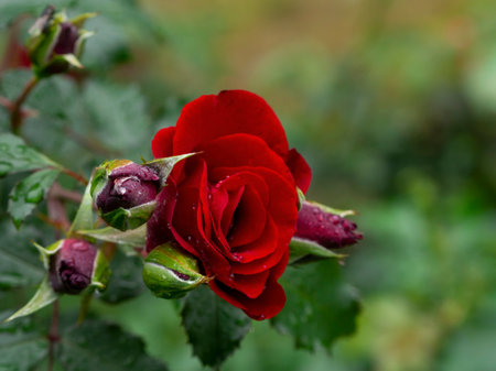 Beautiful blooming red rose on a bush in the gardenの写真素材