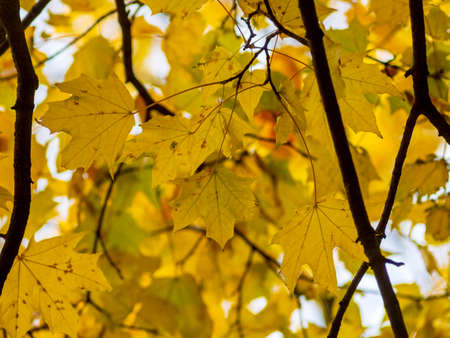 red yellow fall maple leafs illuminated by sun natural backgroundの写真素材