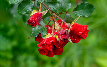 Beautiful blooming red rose on a bush in the gardenの写真素材