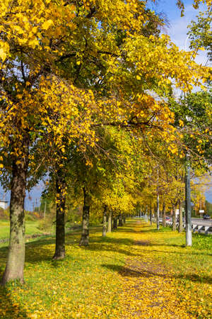 Autumn park alley bench autumn landscapeの写真素材