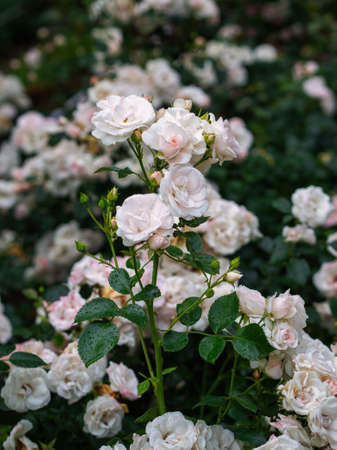 Beautiful wilted white roses in late summer