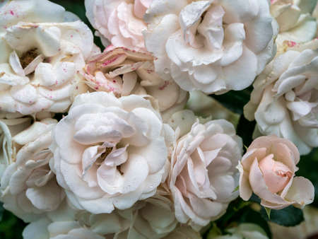 Beautiful wilted white roses in late summerの写真素材