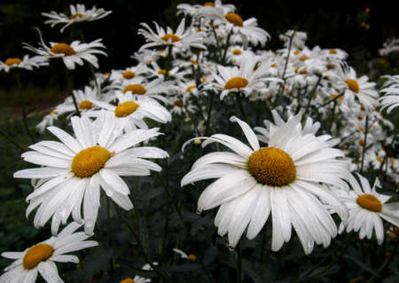 Background with beautiful chamomiles on a summer meadow. Close-upの写真素材