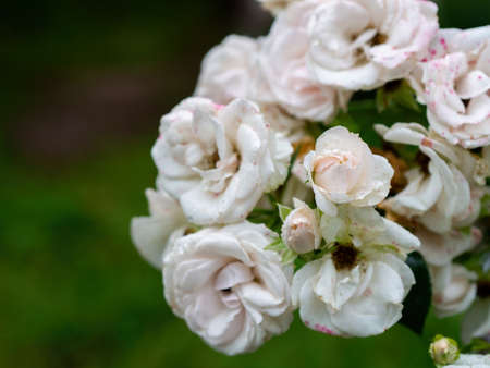 Beautiful wilted white roses in late summerの写真素材