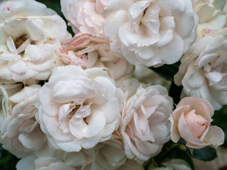 Beautiful wilted white roses in late summerの写真素材