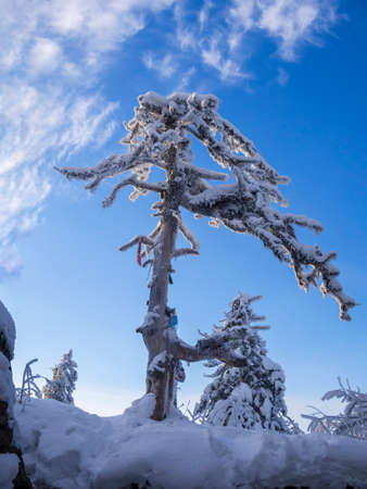 Fabulous winter landscape. Snow-covered trees in the Ural winter forestの写真素材