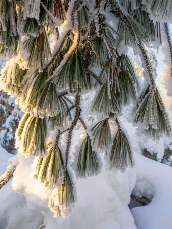 Pine branch and needles covered with snowの写真素材