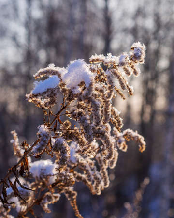 Frozen dry grass, close up. Abstract winter of autumnal natural backgroundの写真素材