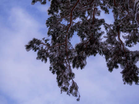 Winter background - fluffy pine branches covered with snow against the sky, bottom view upの写真素材