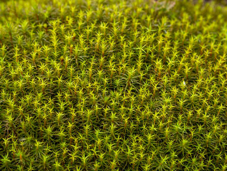 Green moss background. Star moss close-up top view.の写真素材