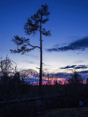 Lonely Pine tree on the rocky area by the lake. Republic of Karelia. Northern natureの写真素材