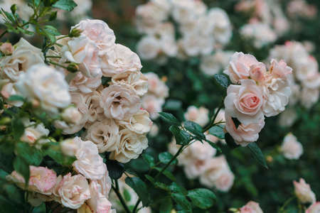 Beautiful wilted white roses in late summerの写真素材