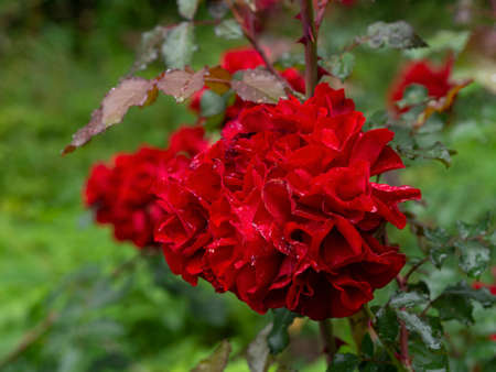 Beautiful blooming red rose on a bush in the gardenの写真素材
