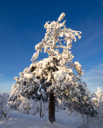 Pine branch and needles covered with snowの写真素材