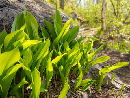 Green lily of the valley meadow in the spring sunny forest.の写真素材