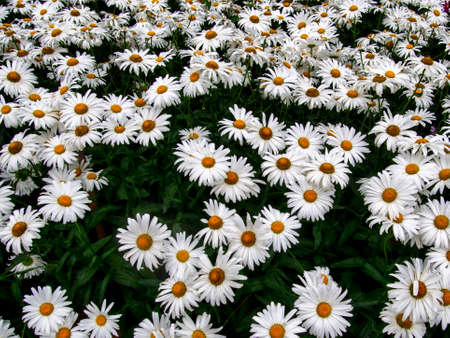 Background with beautiful chamomiles on a summer meadow. Close-upの写真素材