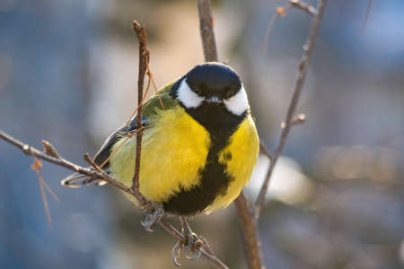 A great tit sits on a tree branch. bird close upの写真素材