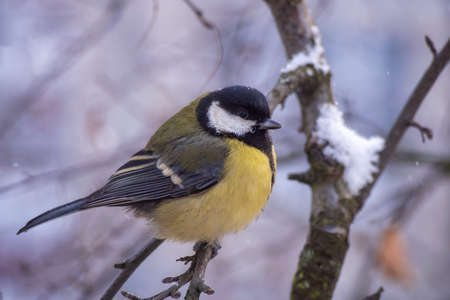 A great tit sits on a tree branch. bird close upの写真素材