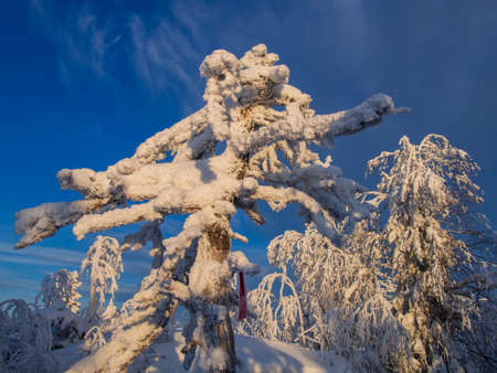 Fabulous winter landscape. Snow-covered trees in the Ural winter forestの写真素材