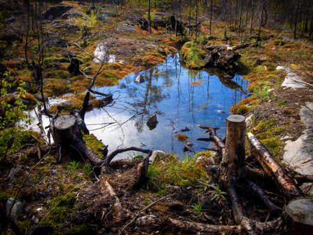 Landscape of the Karelian forest. Two stumps by a small lake in the forest on a rocky massifの写真素材