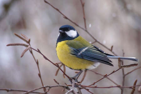 A great tit sits on a tree branch. bird close upの写真素材