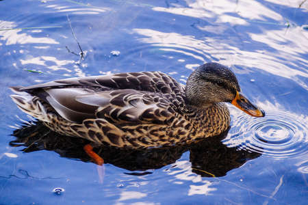 Mallard. Wild duck in its natural environment on the pond. wild nature. waterfowl.の写真素材