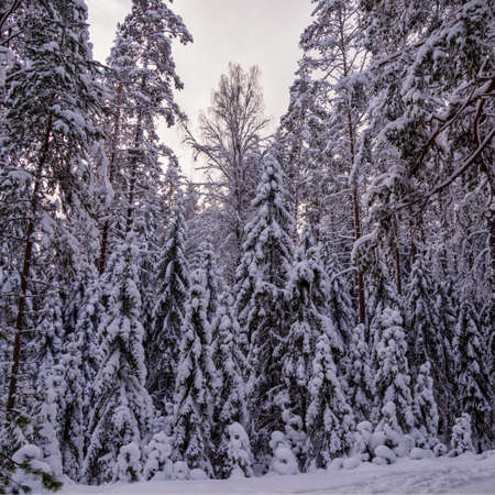 Forest after a heavy snowfall. Winter ponamramny landscape. Morning in the winter forest with freshly fallen snowの写真素材