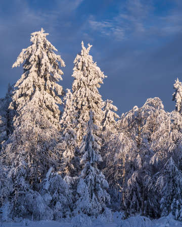 Fabulous winter landscape. Snow-covered trees in the Ural winter forestの写真素材