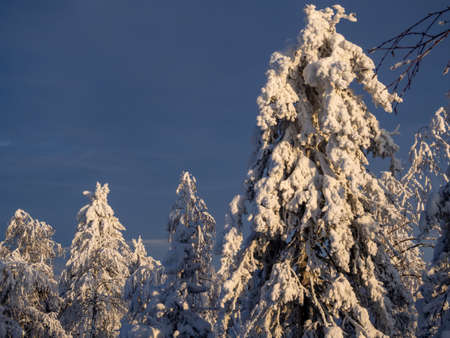Fabulous winter landscape. Snow-covered trees in the Ural winter forestの写真素材