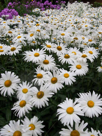 Background with beautiful chamomiles on a summer meadow. Close-upの写真素材