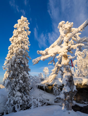 Fabulous winter landscape. Snow-covered trees in the Ural winter forestの写真素材