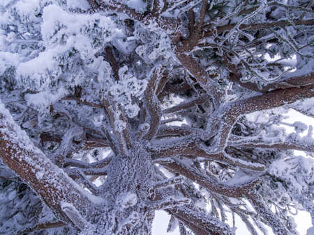 Pine branch and needles covered with snowの写真素材