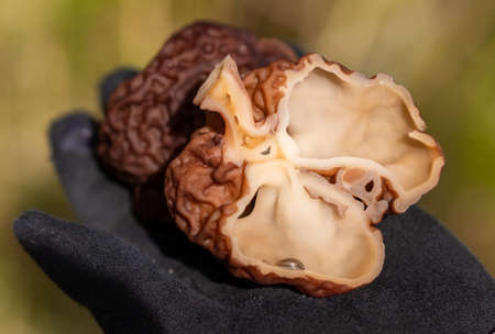 In the hands of a cut mushroom Gyromitra esculenta.の写真素材