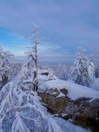 Fabulous winter landscape. Snow-covered trees in the Ural winter forestの写真素材