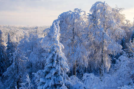 Fabulous winter landscape. Snow-covered trees in the Ural winter forestの写真素材