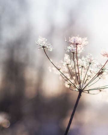 Frozen dry grass, close up. Abstract winter of autumnal natural backgroundの写真素材