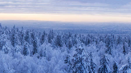 Fabulous winter landscape. Snow-covered trees in the Ural winter forestの写真素材