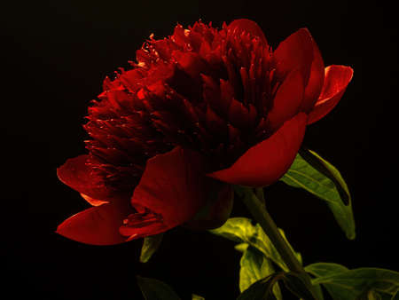 red peonies with water drops on a black background, closeupの写真素材