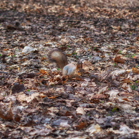 Squirrel in the autumn forest park. Squirrel with nuts in fall foliage.の写真素材