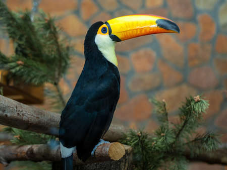 Toucan bird on a branch at the zooの写真素材