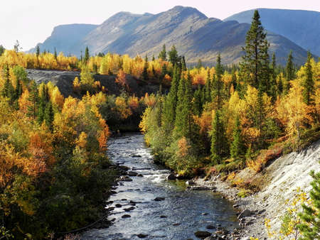 Mountain river in the autumn yellow-green forest in the mountains. Khibins. Russiaの写真素材