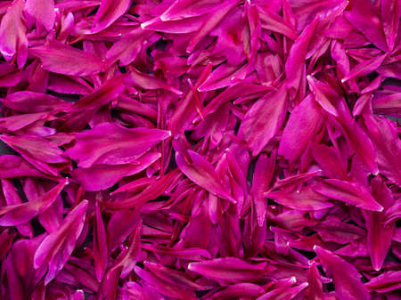 Dark pink peacock color peony or jester red paeony petals texture background. Burgundy peonies pattern or layout flat lay and top viewの写真素材