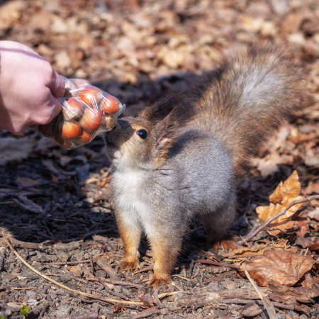 Squirrel in the autumn forest park. Squirrel in the autumn foliage takes the nuts from the woman's hands.の写真素材